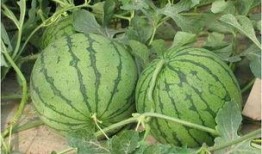 河北冀州事件吃瓜,揭秘背后真相，吃瓜群众热议不已