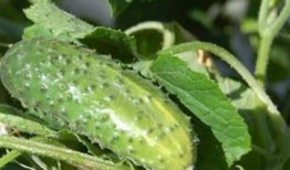 春季吃瓜的禁忌,健康饮食的注意事项